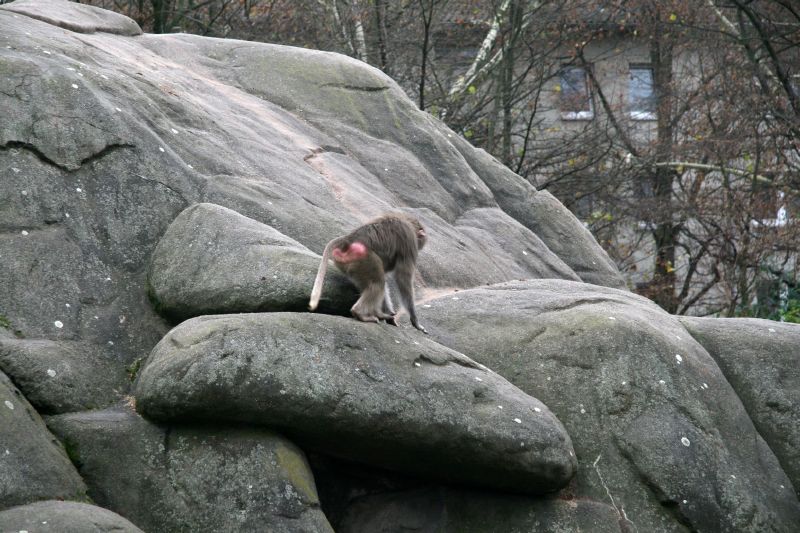 Frankfurt Zoo