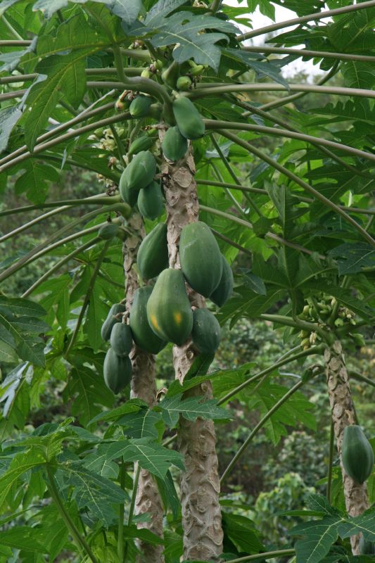 Papayas