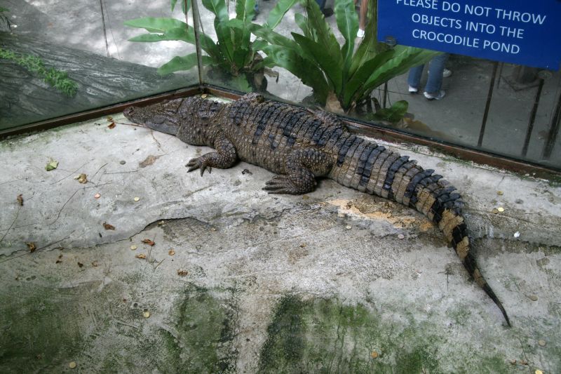 Manila Ocean Park Krokodil