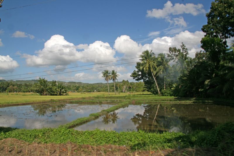 Rice field