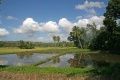 Rice field