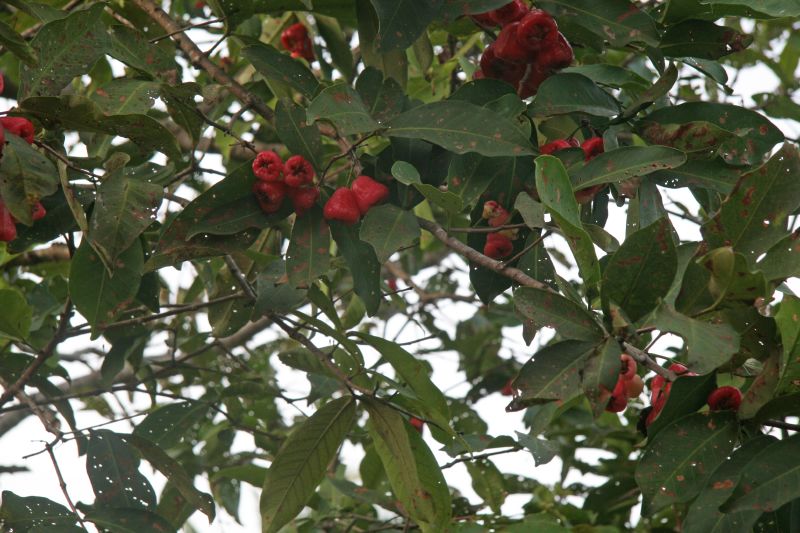 Greenhills Macopa fruit