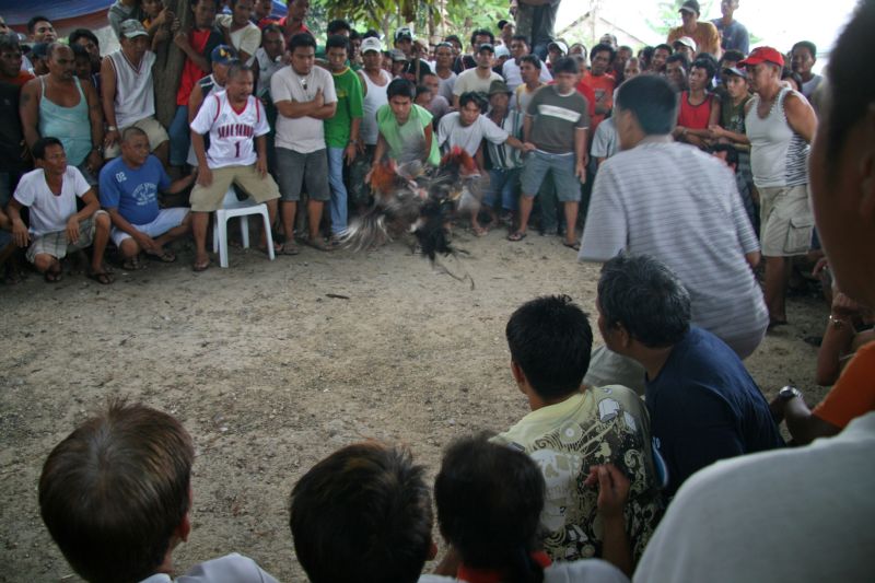 Chicken fight