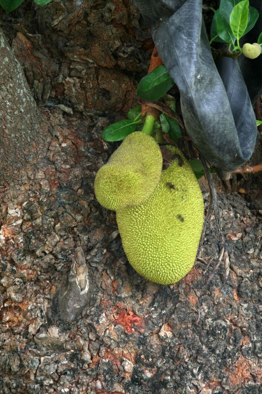 Greenhills Jack fruit