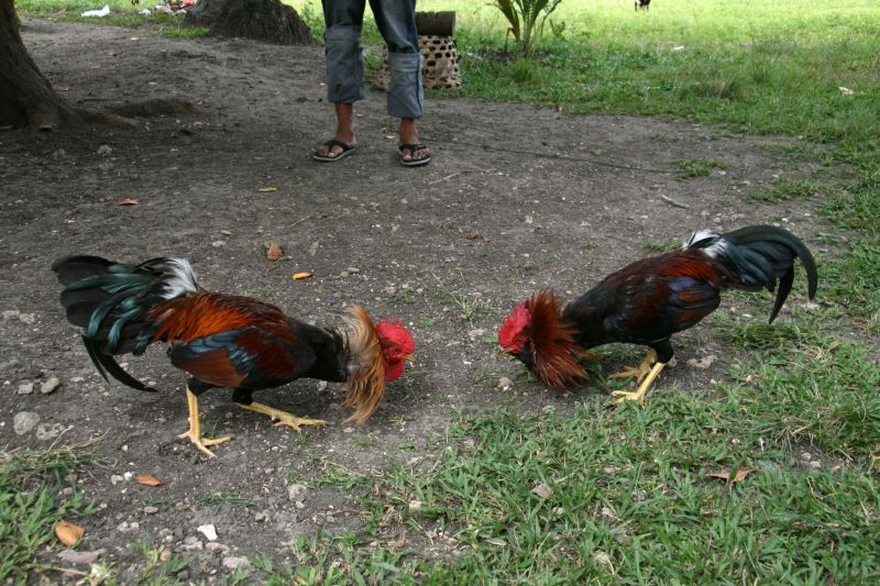 Greenhills Chicken fight