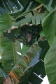 Banana tree