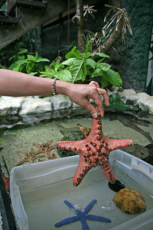 Manila Ocean Park sea star