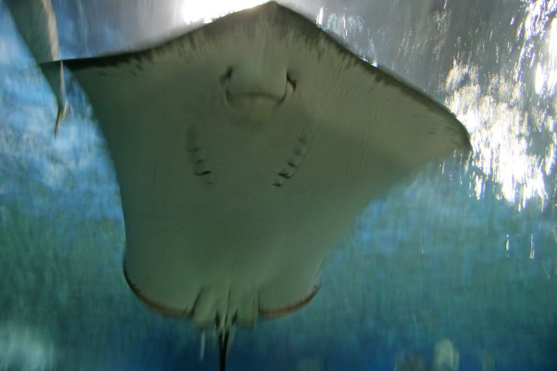 Manila Ocean Park stingray