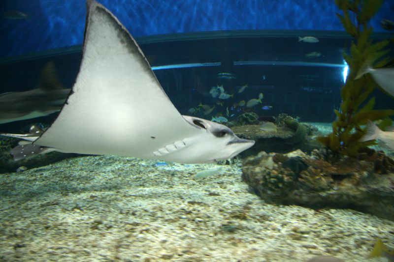 Manila Ocean Park stingray