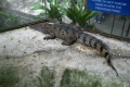 Manila Ocean Park crocodile