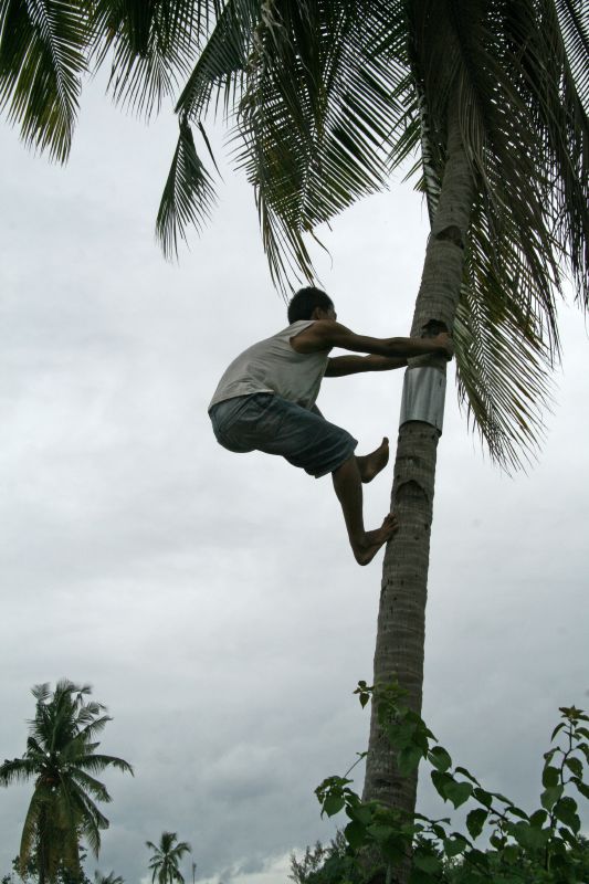 Greenhills coconut harvesting