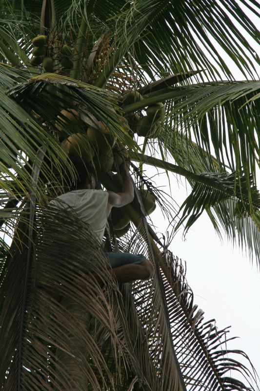 Greenhills coconut harvesting