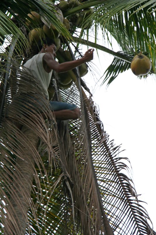 Greenhills coconut harvesting