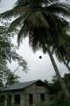 Greenhills coconut harvesting