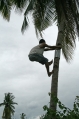 Greenhills coconut harvesting