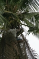 Greenhills coconut harvesting