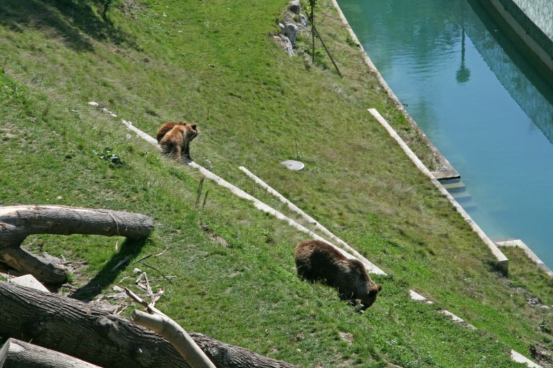 Bear park Berne