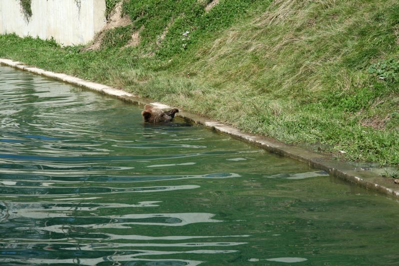 Bear park Berne