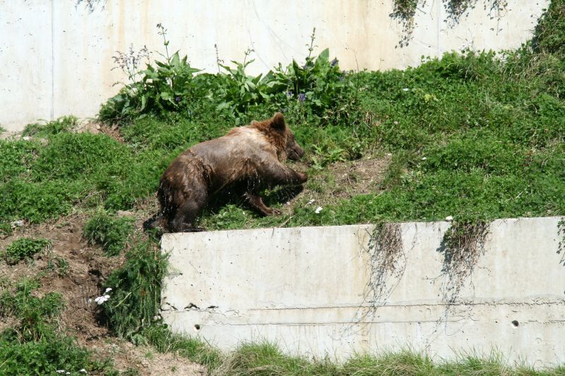 Bear park Berne