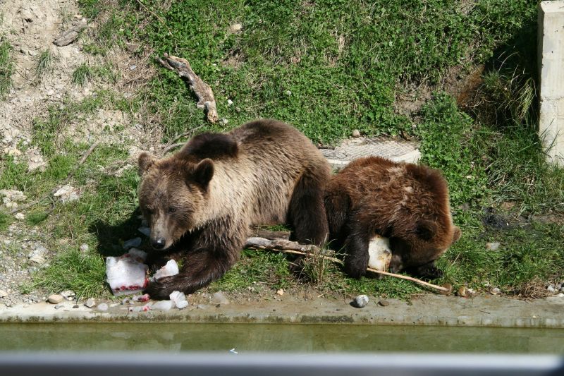 Bear park Berne