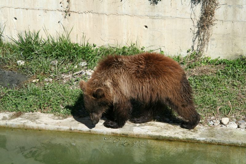 Bear park Berne