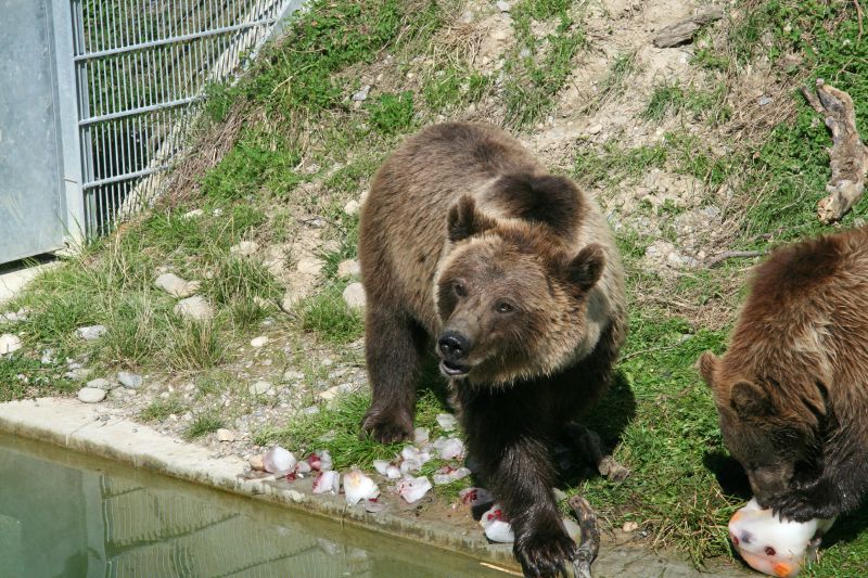 Bear park Berne