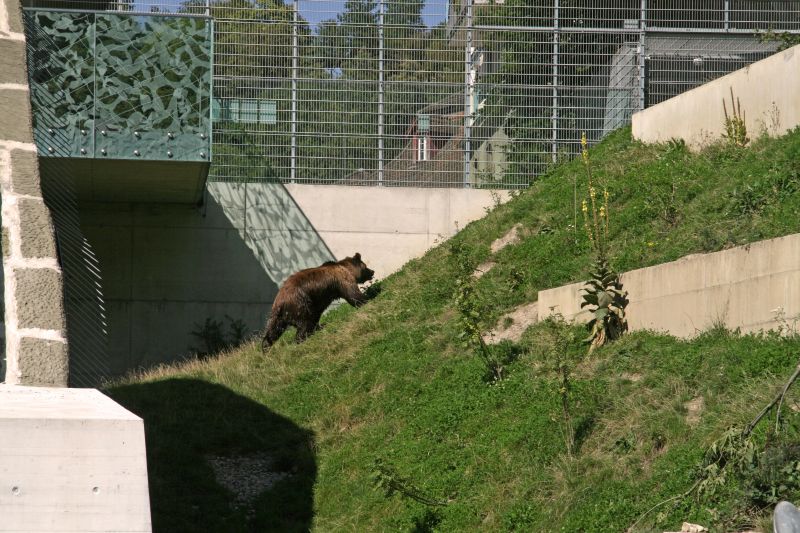 Bear park Berne