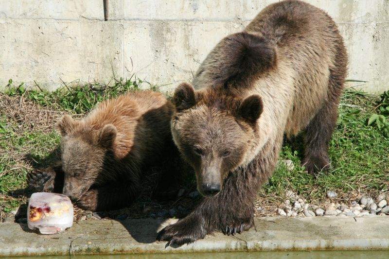 Bear park Berne