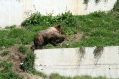 Bear park Berne