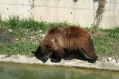 Bear park Berne