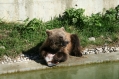 Bear park Berne