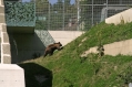 Bear park Berne