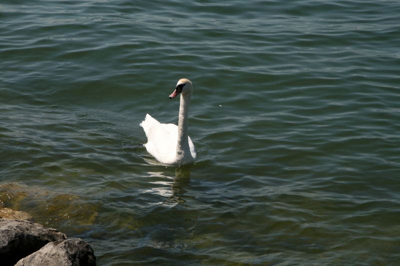 Murten swan