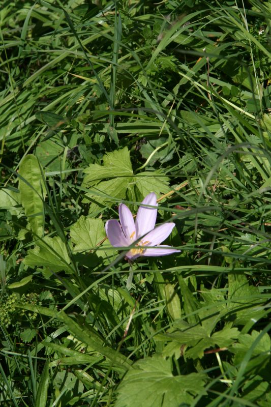 Oberes Lauterbrunnental