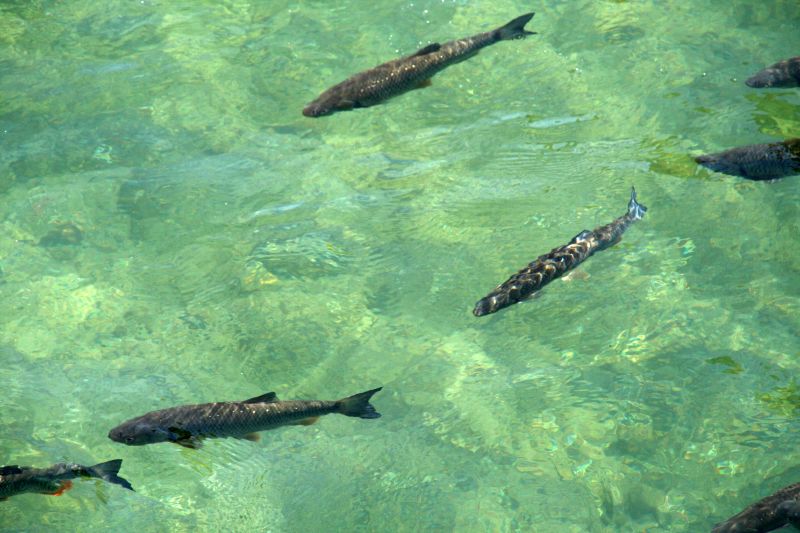 Rheinfall fishes