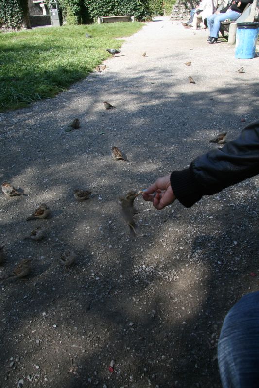 Feeding birds