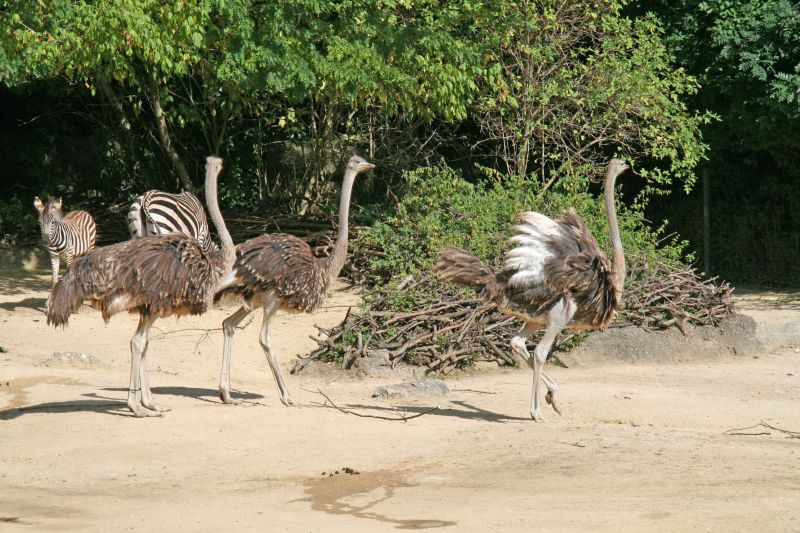 Zoo Basel