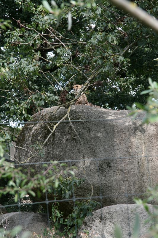 Zoo Basel