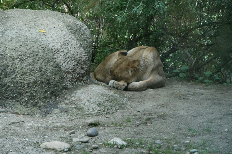 Zoo Basel