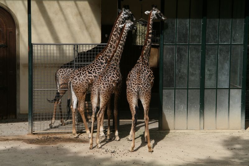 Zoo Basel