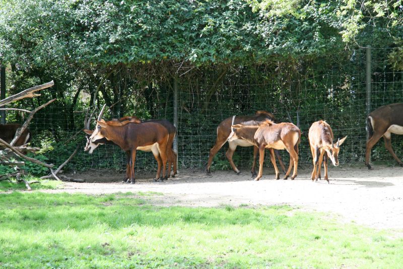 Zoo Basel