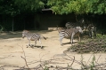 Zoo Basel