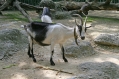 Zoo Basel