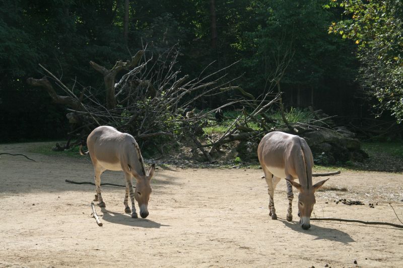 Zoo Basel