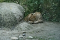 Zoo Basel