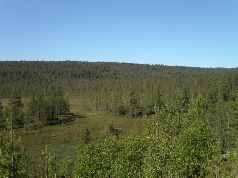Pasvik valley
