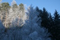 Trees in wintertime