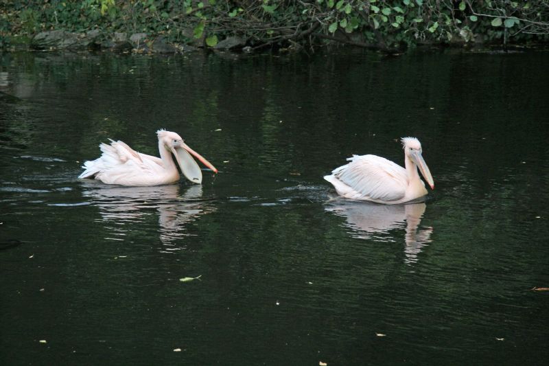 Frankfort Zoo