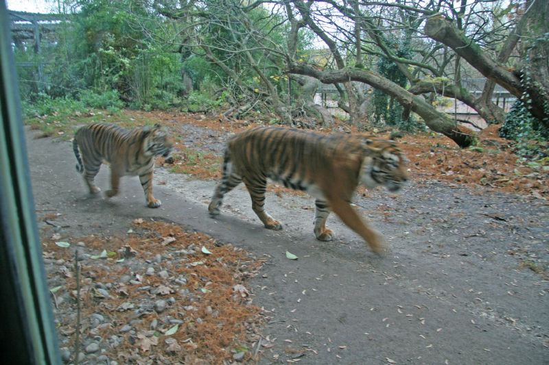 Frankfort Zoo