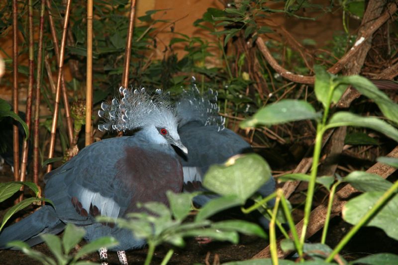 Frankfurt Zoo